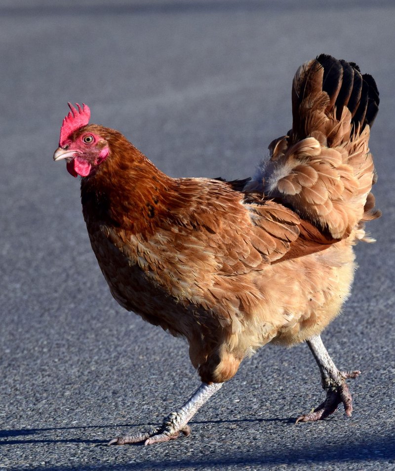 Descubre el secreto detrás del juego de casino Chicken Road en España