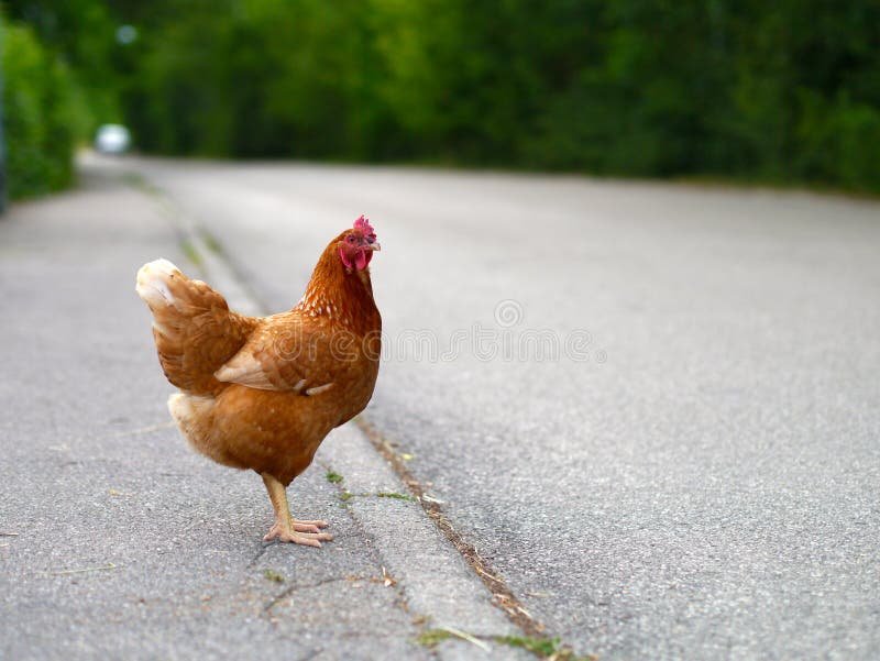 Welkom op de Chick'n Road Casino: Een Spel met een Hoog Risico - overview